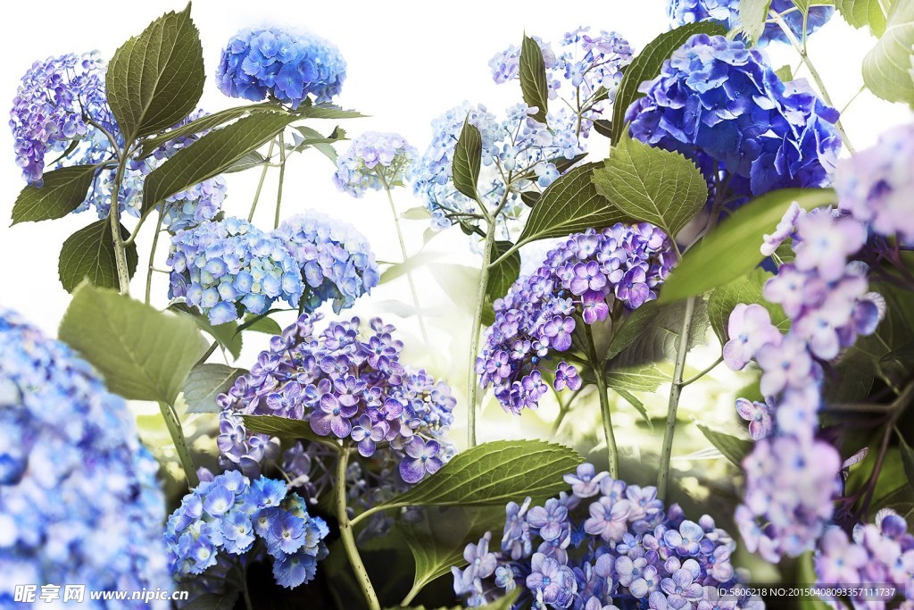 鲜花