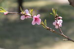 桃花笑春风