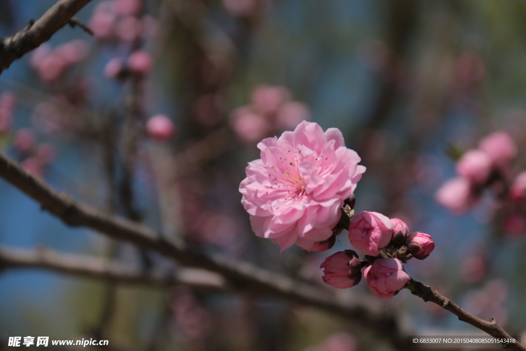 层层叠叠的花瓣