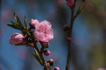粉色花朵和花蕾