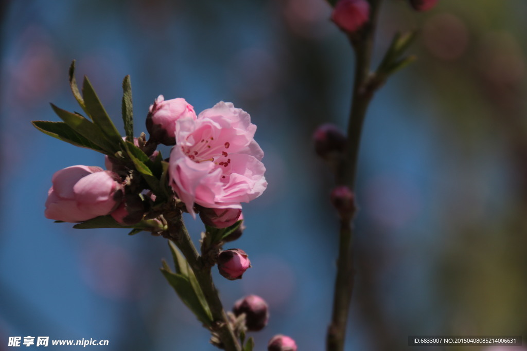 粉色花朵和花蕾