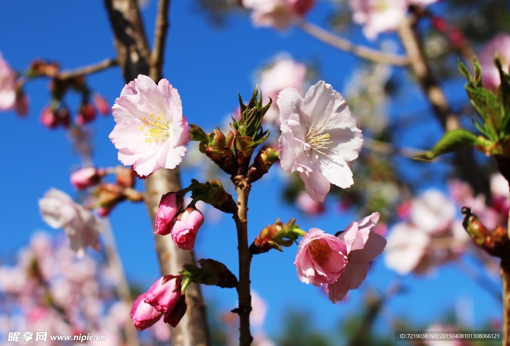 樱花