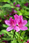 映山花 杜鹃花