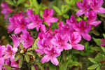 映山花 杜鹃花