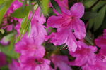 映山花 杜鹃花