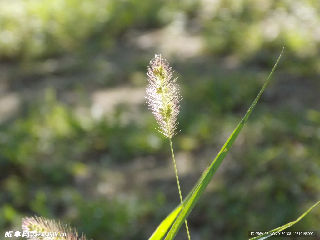 狗尾巴草