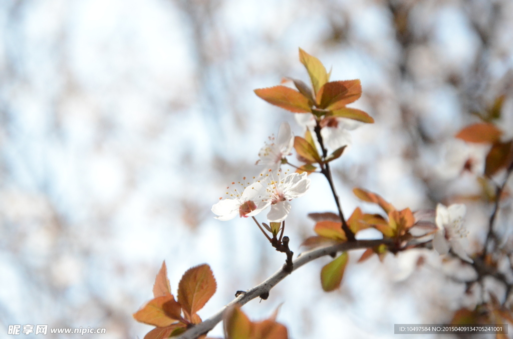 樱花