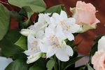 百合鲜花绿叶