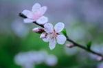 桃花一枝