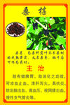 桑葚