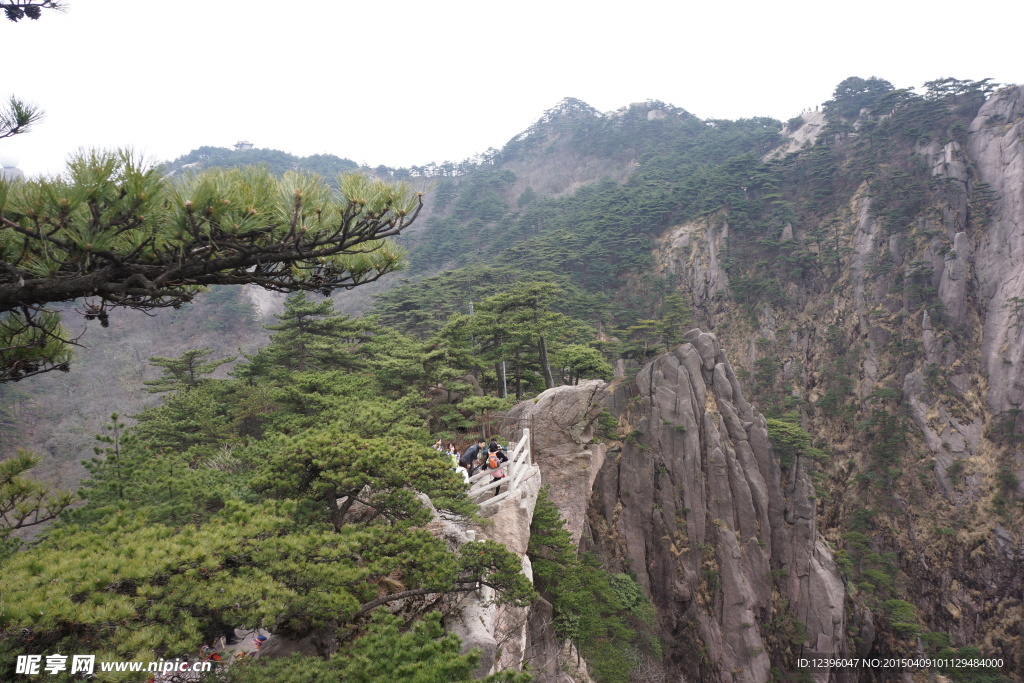 黄山迎客松
