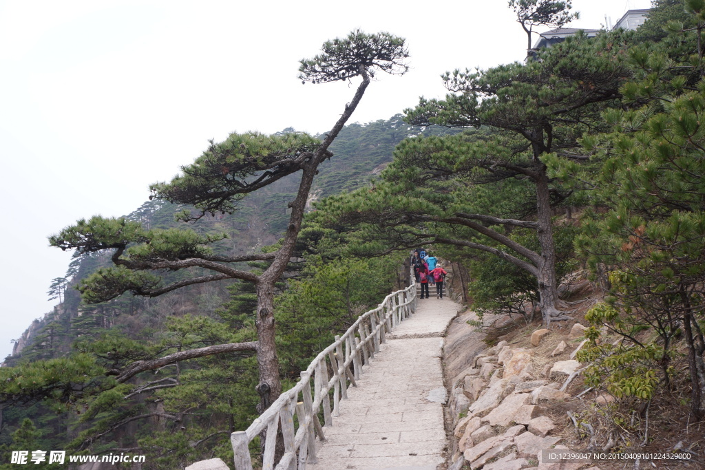黄山迎客松