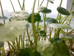 铜钱草