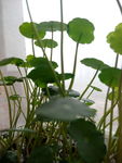 铜钱草