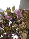 花树