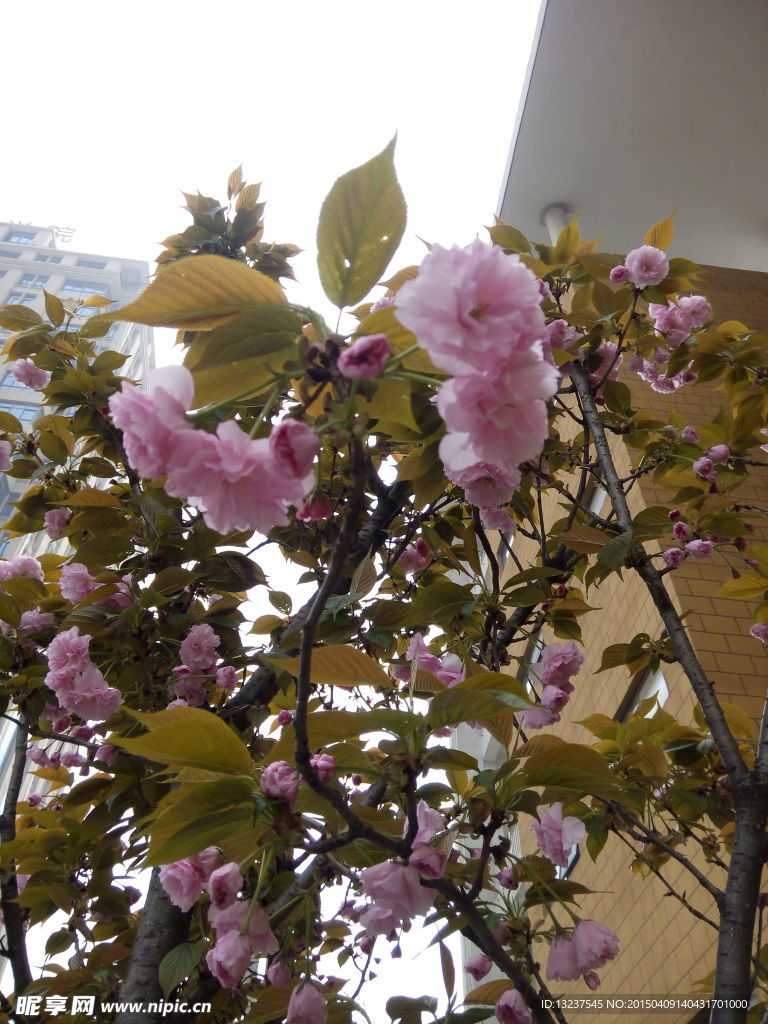 花树