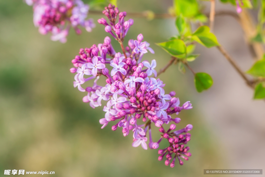 丁香花