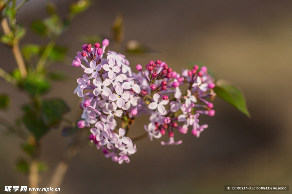 紫香花