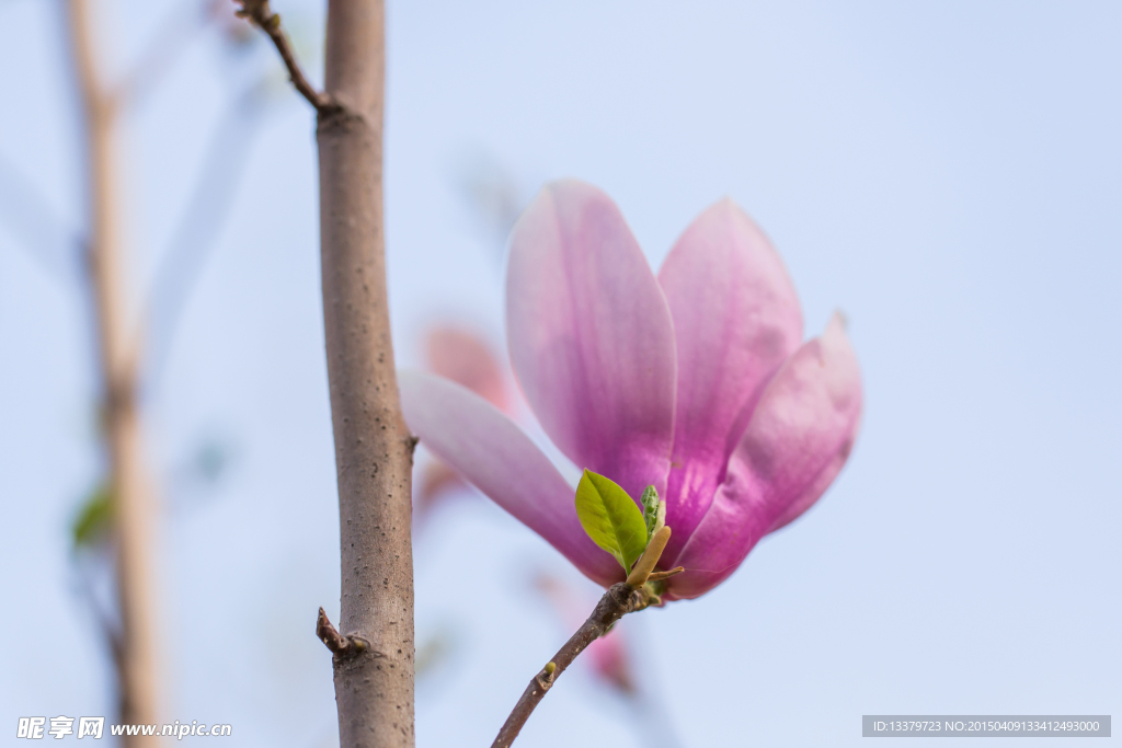 玉兰花