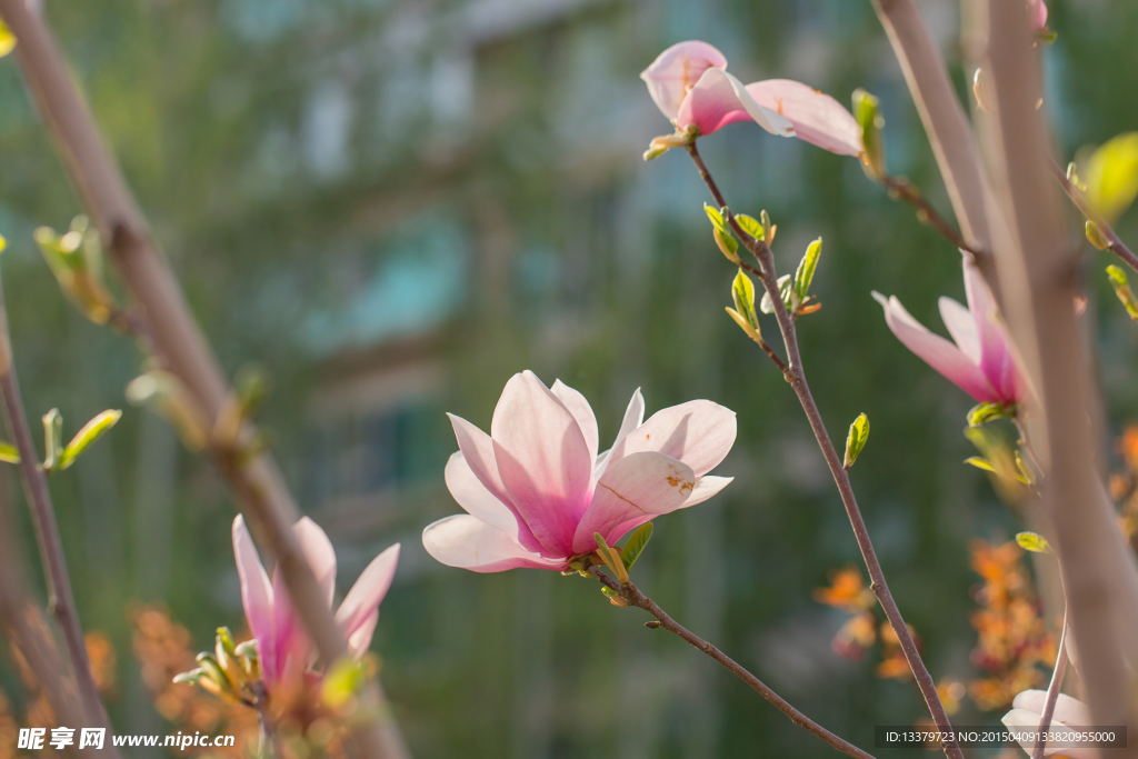 玉兰花