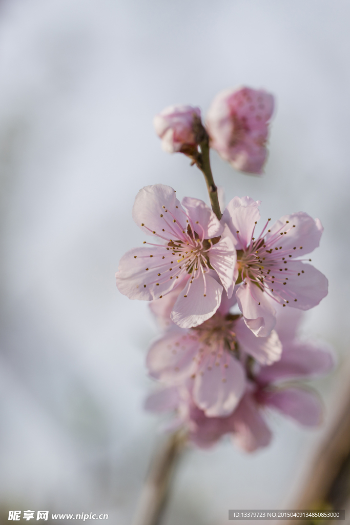 四月桃花