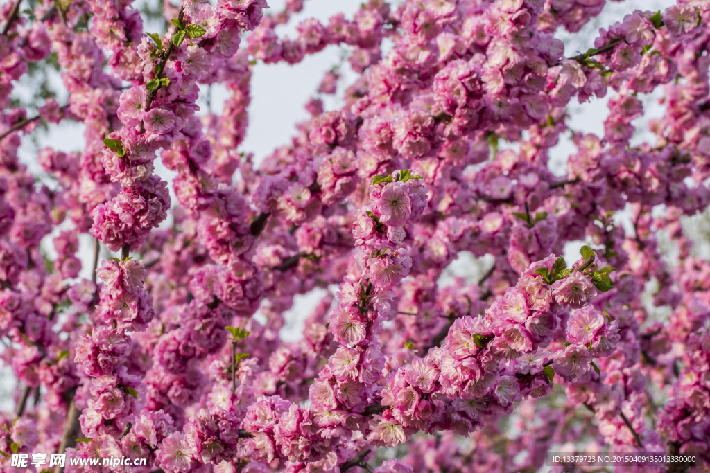 碧桃花丛