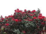 杜鹃花