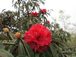 杜鹃花