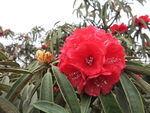 杜鹃花