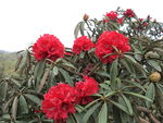 杜鹃花