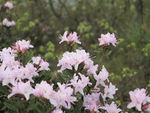 杜鹃花