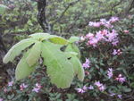 杜鹃花