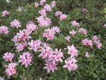 杜鹃花