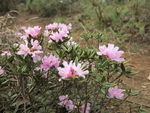 杜鹃花