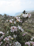 杜鹃花