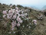 杜鹃花