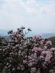 杜鹃花