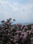 杜鹃花
