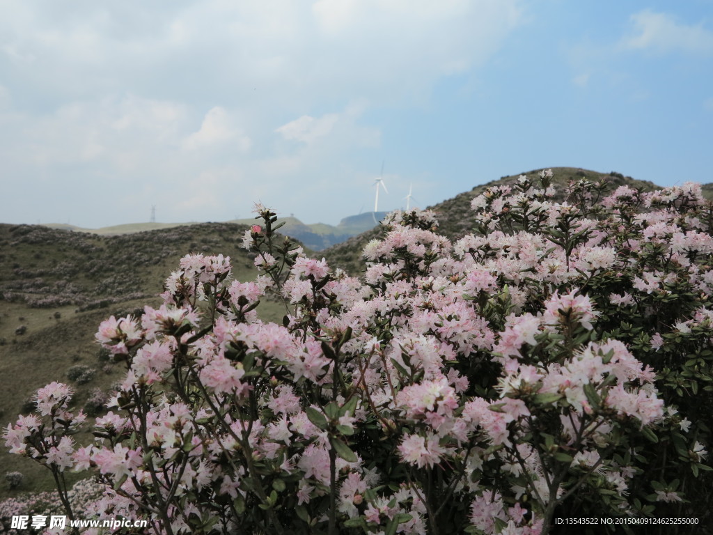 杜鹃花