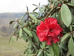 杜鹃花