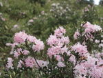 杜鹃花