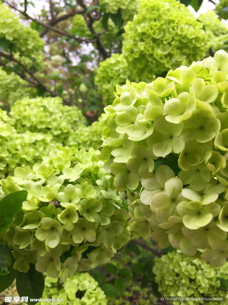 木绣球花摄影