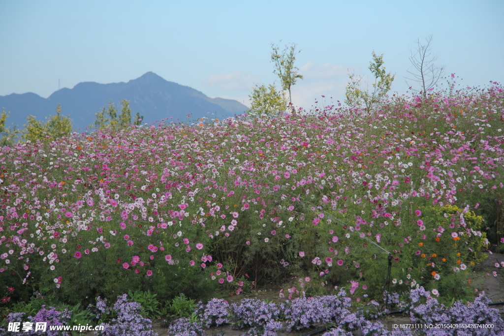 格桑花