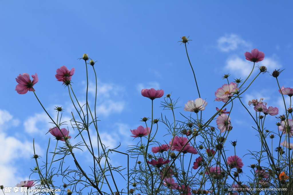 格桑花