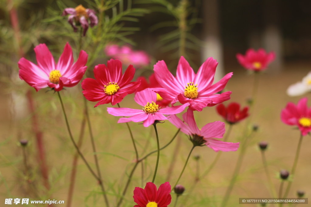 格桑花