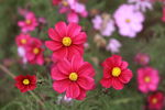 格桑花