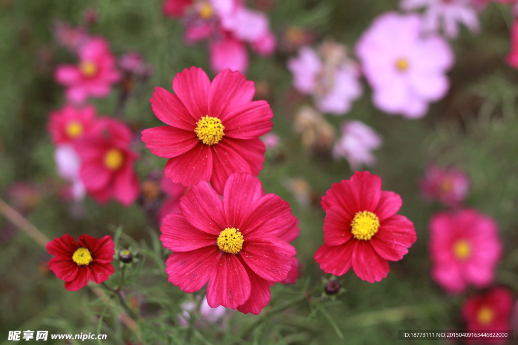 格桑花