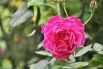 高清玫瑰花（月季花）