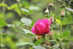 高清玫瑰花（月季花）