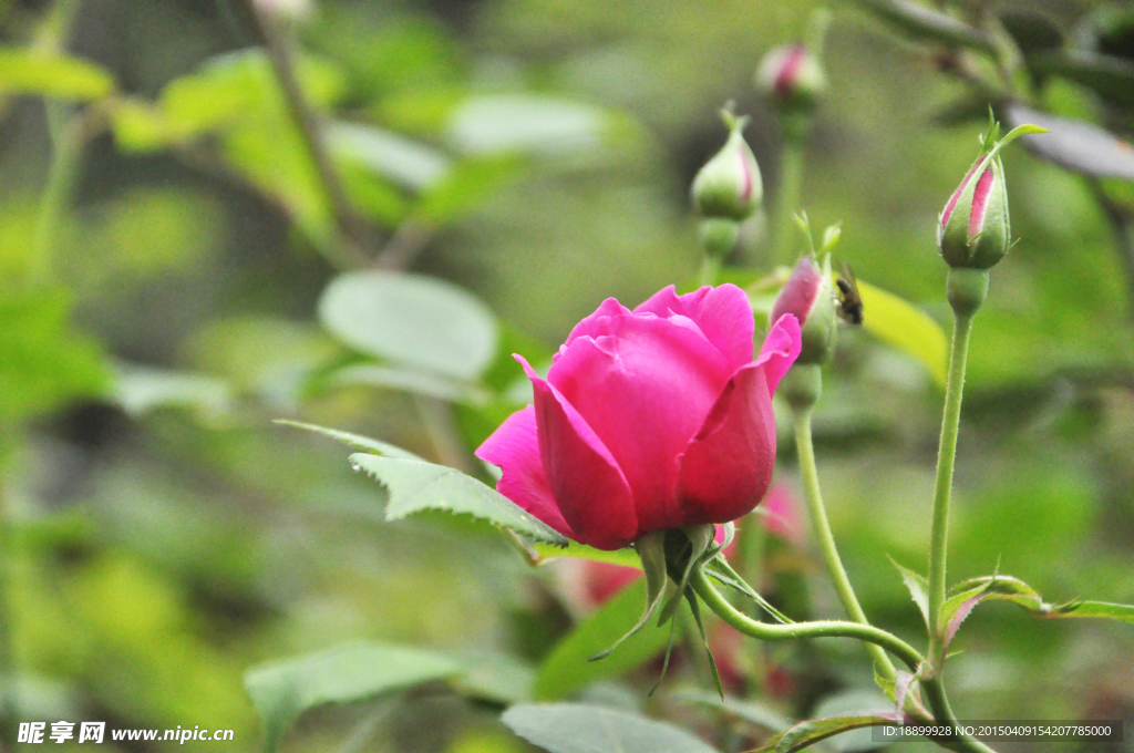 高清玫瑰花（月季花）